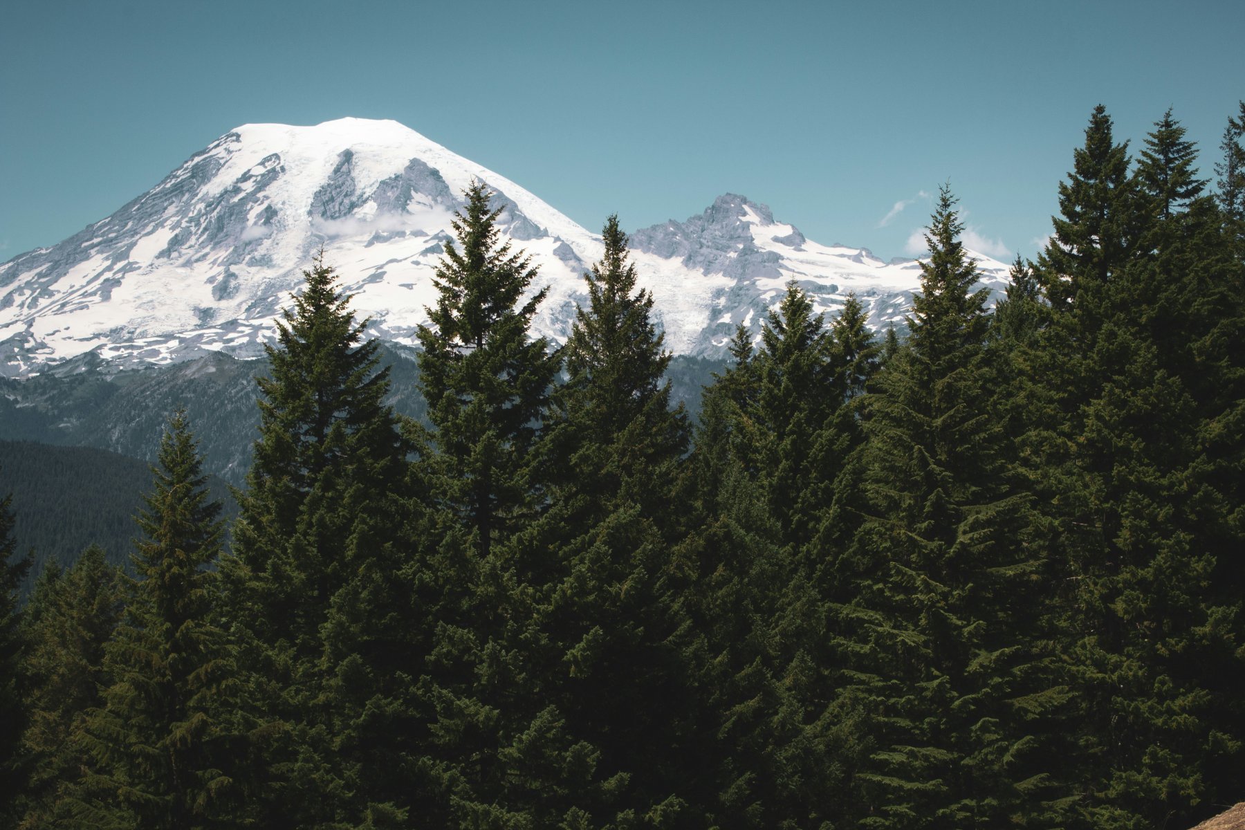 Mount Rainier above the evergreens