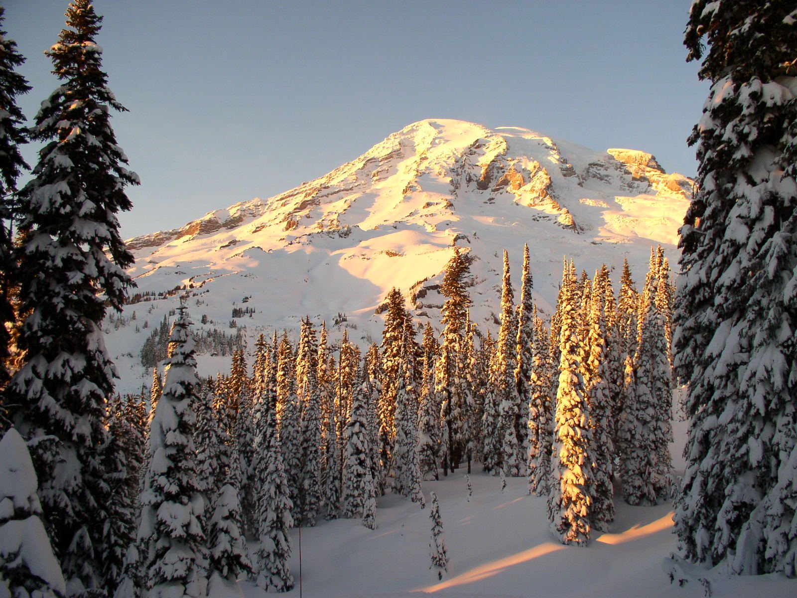 Mount Rainier at winter sunset above snow-covered evergreens
